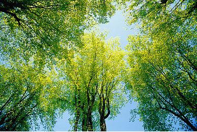 猪皇MenaRD拿下EVO Japan 2025《街霸6》世界冠军